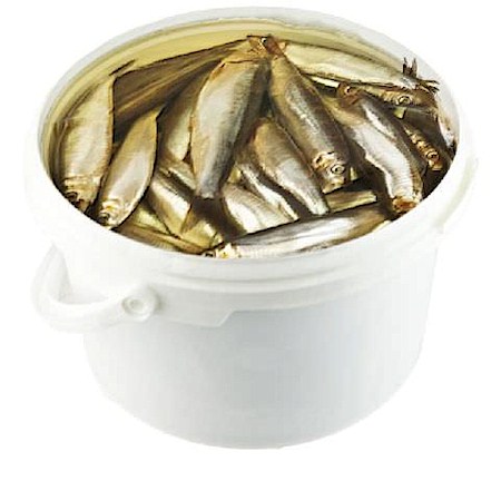 detail ŠPROTY v marinadě